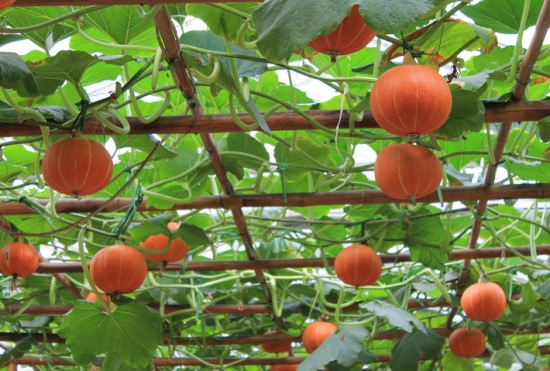 想要南瓜長(zhǎng)得好，施肥這點(diǎn)要知道