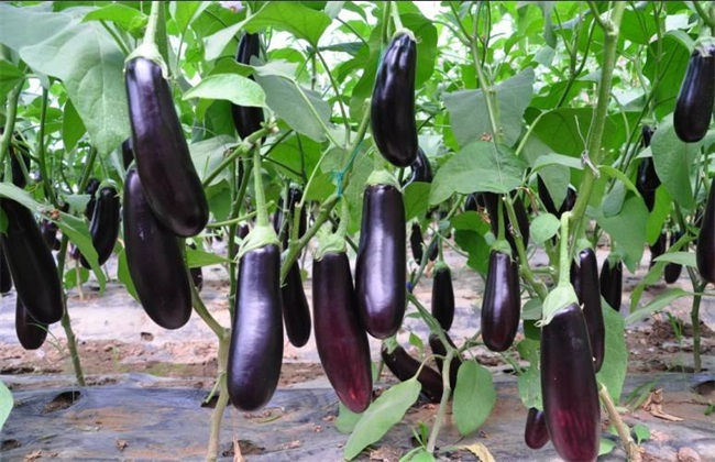 大棚茄子畝產(chǎn)4萬斤，是怎么做到的呢？來看司普沃有什么好方法