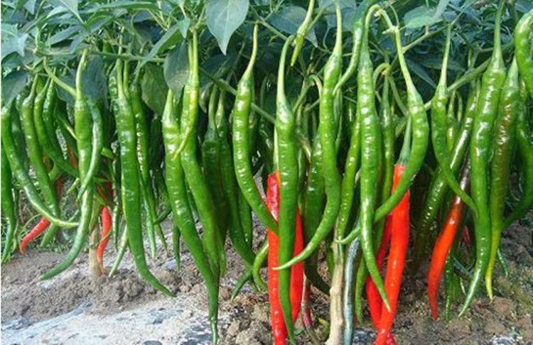溫室大棚辣椒出現(xiàn)死棵，趕快找原因和方法！司普沃幫您減少損失