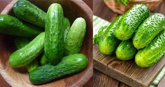 黃瓜秧子細(xì)需要施用什么肥？如何施用？司普沃為您解答