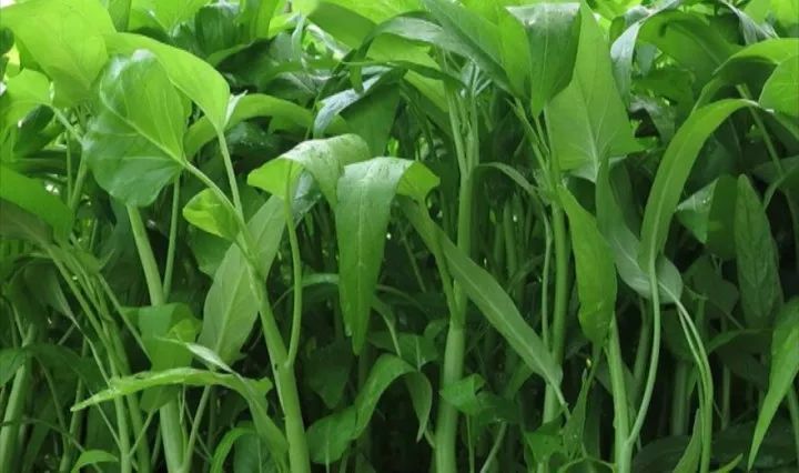 空心菜炭蛆病有哪些癥狀？應(yīng)當(dāng)如何防治？下面司普沃為您解答