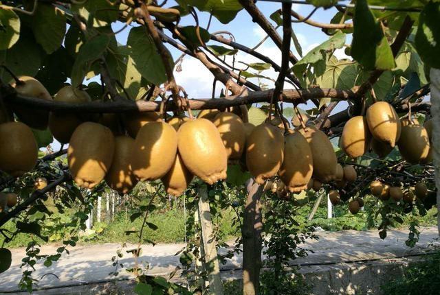 降溫后，需加強(qiáng)對(duì)火龍果的管理，速看司普沃這篇文章