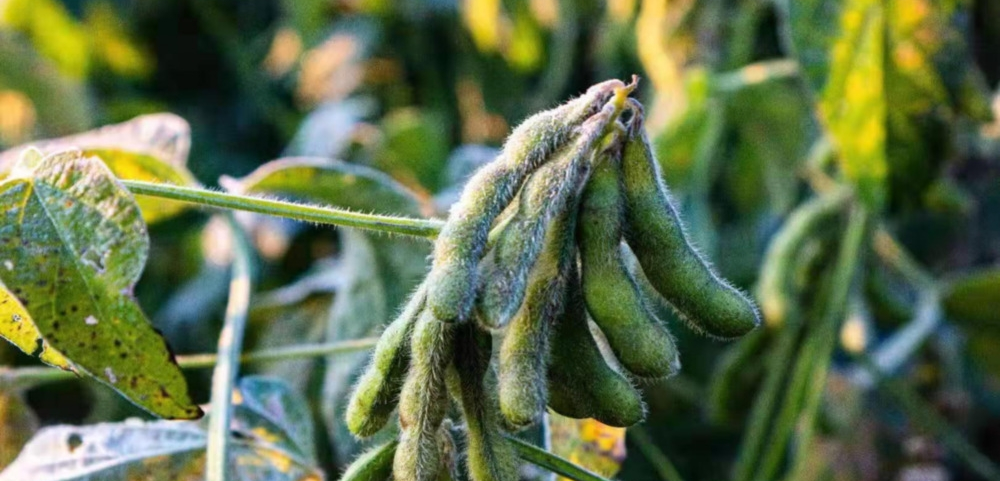 磷酸二氫鉀與“防凍”之間的關(guān)系！趕快來(lái)看，司普沃來(lái)告訴您