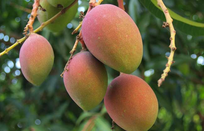 11月份，芒果的管理重點(diǎn)是哪些？司普沃帶您了解