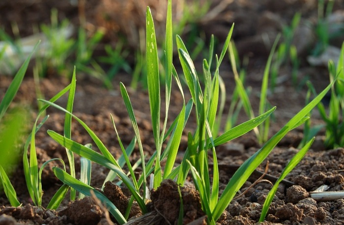 冬前只要抓好這3點(diǎn)，小麥苗壯產(chǎn)量高，速看司普沃這篇文章
