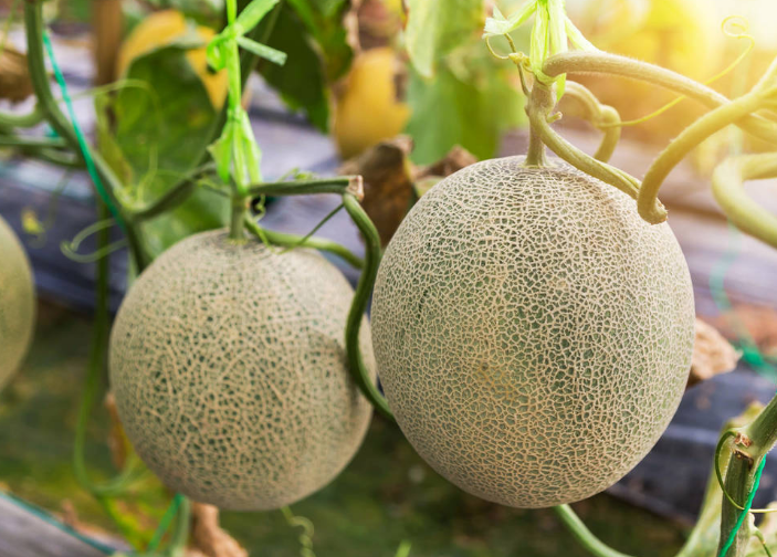 哈密瓜掛果后，如何管理才能增收？速看司普沃這篇文章