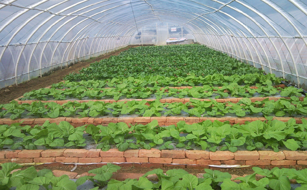 棚室蔬菜發(fā)生肥害，經(jīng)濟(jì)收益暴跌！司普沃來(lái)告訴您有效預(yù)防措施