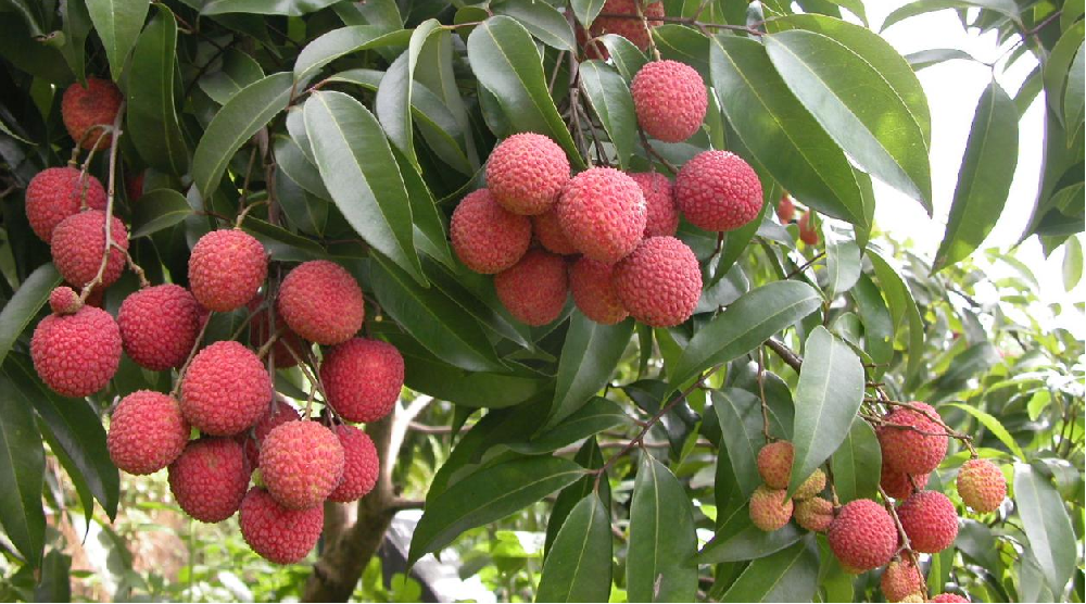 荔枝的花芽分化階段，如何管理水肥？司普沃告訴您