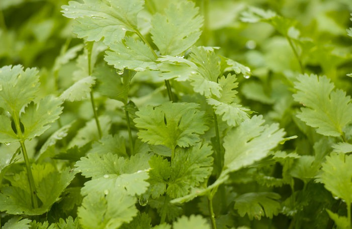 香菜產(chǎn)量高不高，就看水肥管理好不好，速看司普沃這篇文章