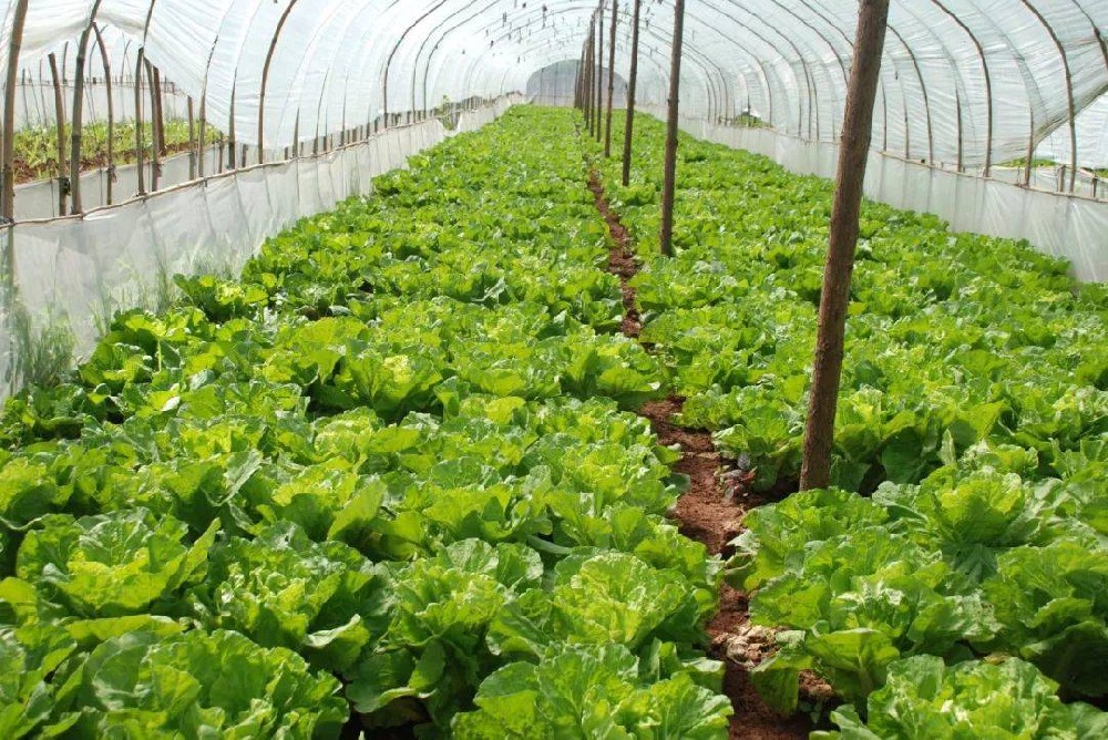 冬季蔬菜生長緩慢，這該怎么辦？司普沃來幫您