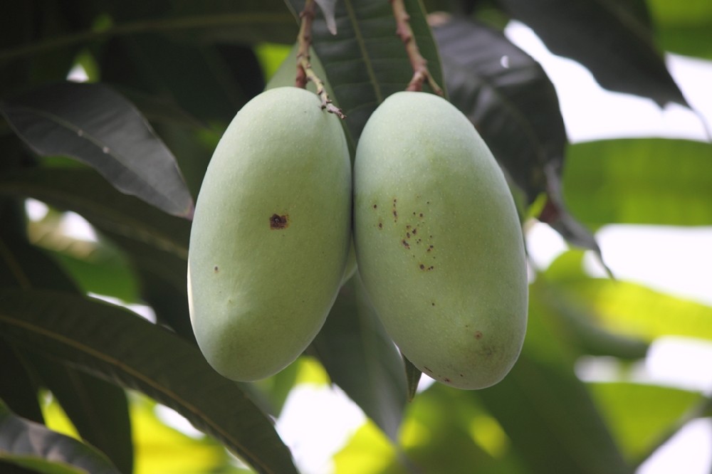 芒果補鈣竟這么重要，你補鈣了嗎？司普沃提醒大家要給芒果補鈣了