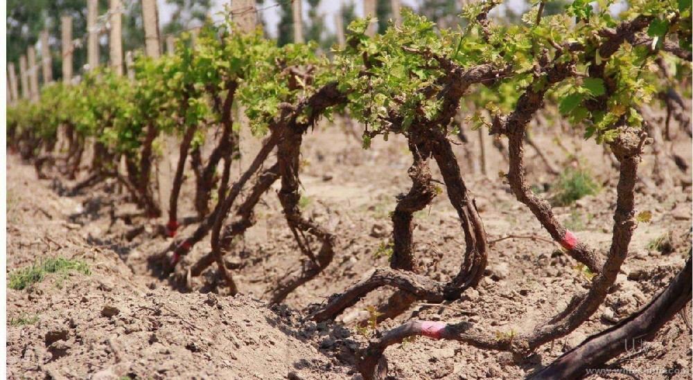 種葡萄卻對葡萄根系不了解，能種好嗎？司普沃邀您一起來暢聊