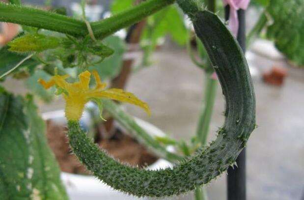 黃瓜中后期早衰現(xiàn)象多發(fā)，如何來防治，司普沃告訴您