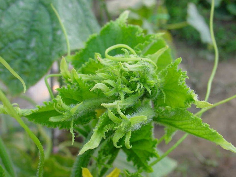 黃瓜出現(xiàn)花打頂？怎么辦？司普沃這5種辦法可補救