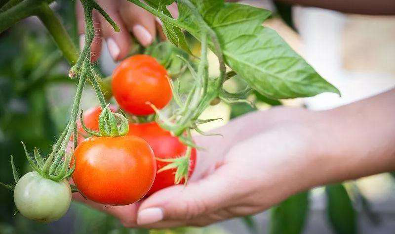 番茄死苗爛棵原因分析及對策，速看司普沃這篇文章