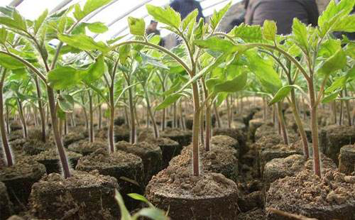 番茄苗期徒長，你的預(yù)防措施，對嗎…