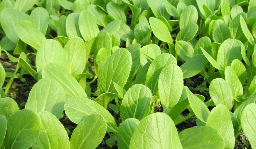 小白菜長得好不好，關(guān)鍵看這4點(diǎn)，簡單又高產(chǎn)