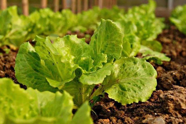 【注意】蔬菜種植中葉片容易發(fā)黃，這3方面問題要注意了