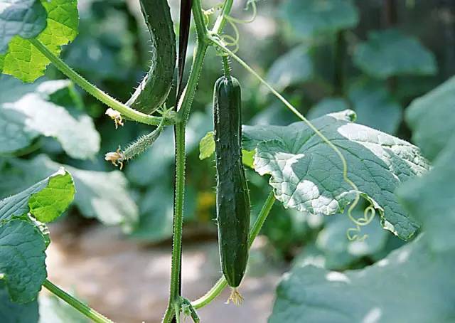 黃瓜結(jié)瓜盛期歇茬了，什么原因，如何治