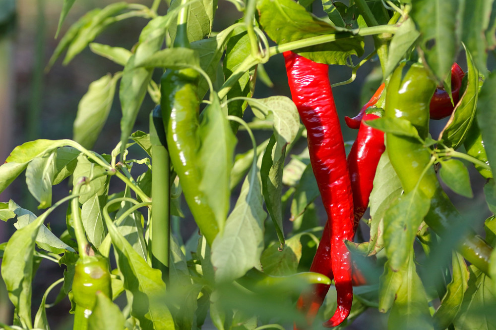 辣椒出現(xiàn)落花落果，原因和防治方法來(lái)了，速看