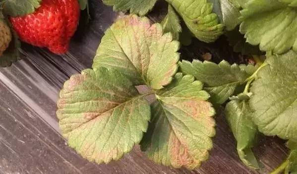 草莓葉片發(fā)紅，不容忽視，看看怎么防治