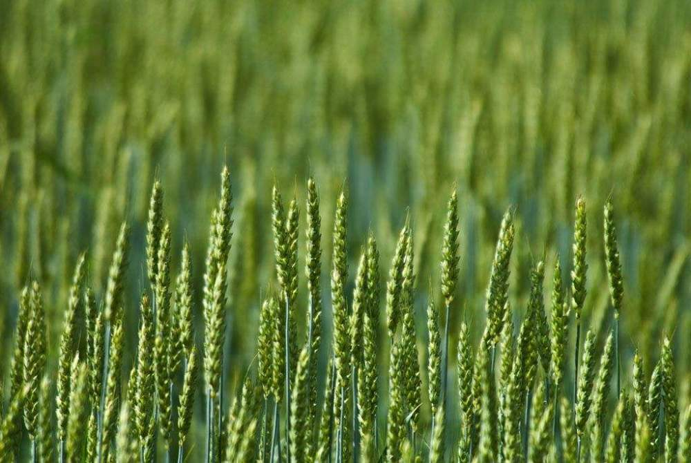 小麥春季如何追肥更高效？快來看，這里已經(jīng)為您準備好了