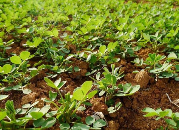 花生種植時間及種植方法