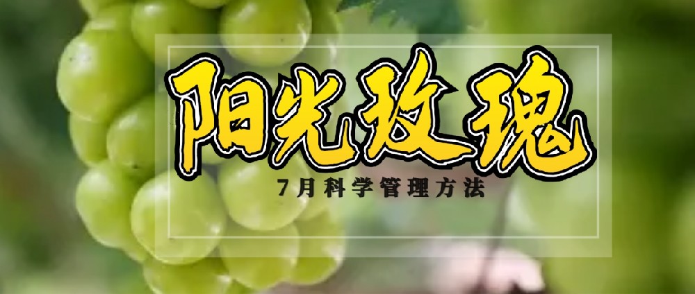 7 月，陽光玫瑰種植管理的黃金時刻