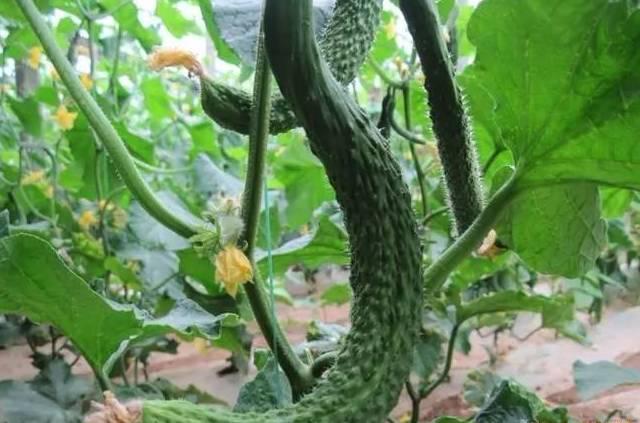 黃瓜主莖不生長，是怎么回事？要如何解決
