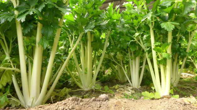 預防芹菜空心開裂的方法，找到了，速來觀看